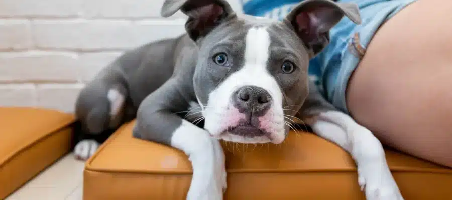 Finding The Perfect Dosage For Your Dog’s Stress And Anxiety