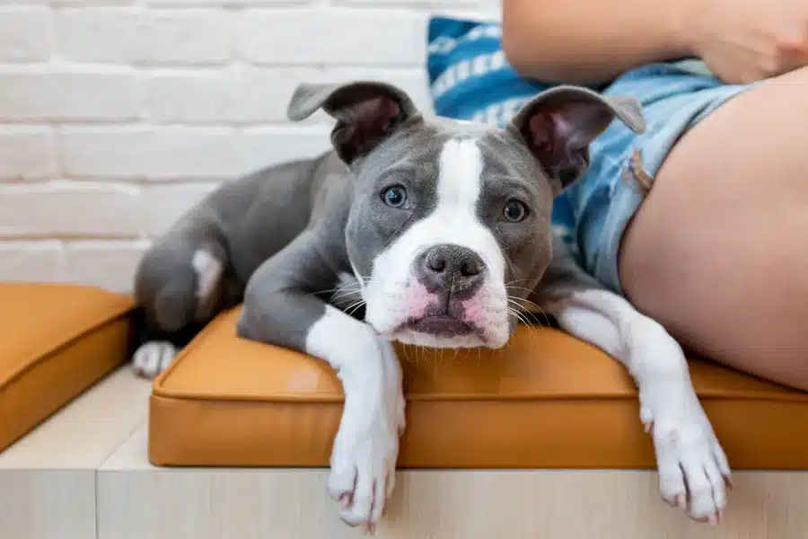 Finding The Perfect Dosage For Your Dog’s Stress And Anxiety