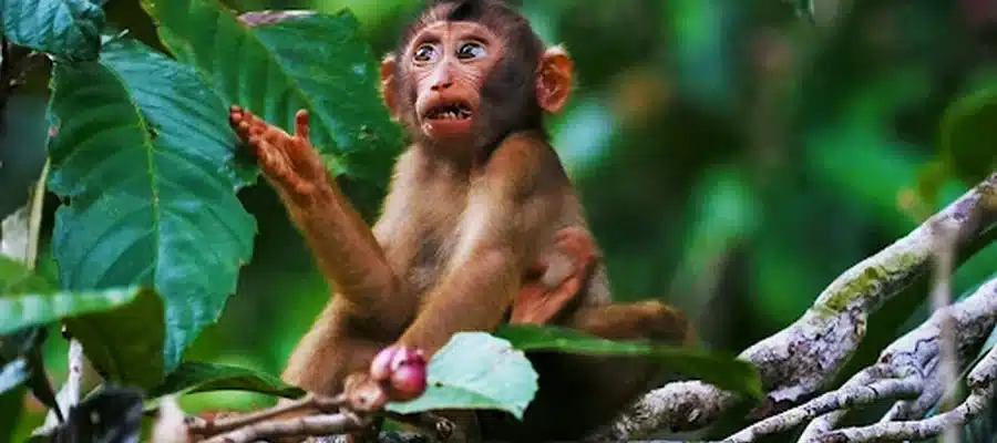 Top 10 Must-Visit Destinations in Borneo for Nature Lovers
