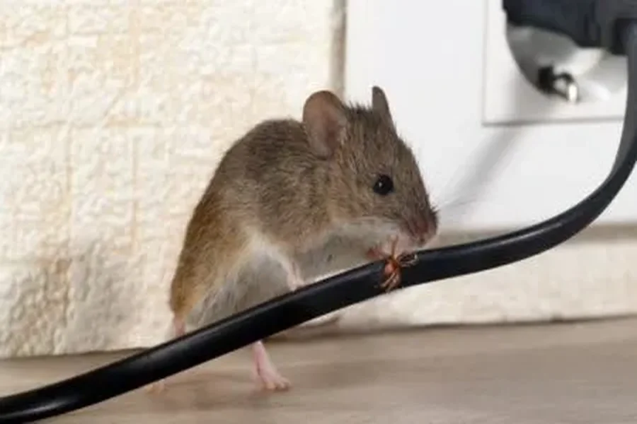 Effective Mice Control: Keeping Your Attic Free of Mice