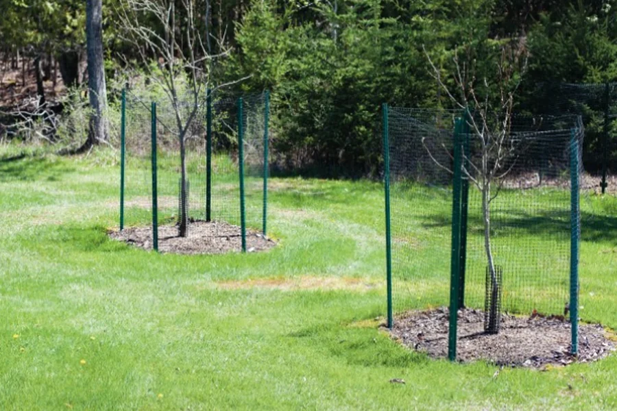 How Deer Fencing Protects Your Home and Family From Lyme Disease