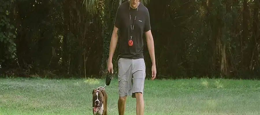 H.K. Training Programs That Empower Both Ends of the Leash