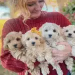 How Experienced Movers Handle Fragile Items During Transport Safely?