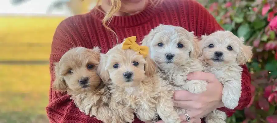 What Questions Should You Ask Breeders Before Bringing A Puppy Home