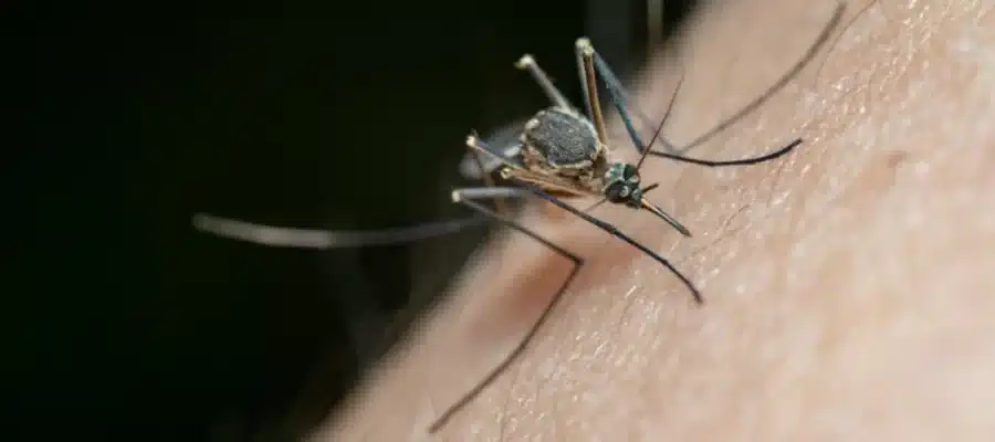 What To Ask Before Hiring Mosquito Control Near You