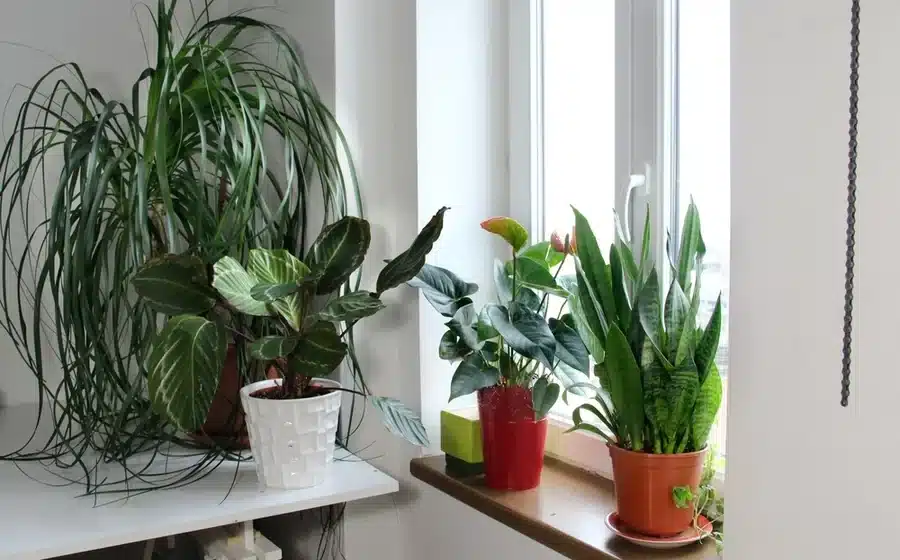 Why Faux Natural Leads in Giant Realistic Artificial Plants