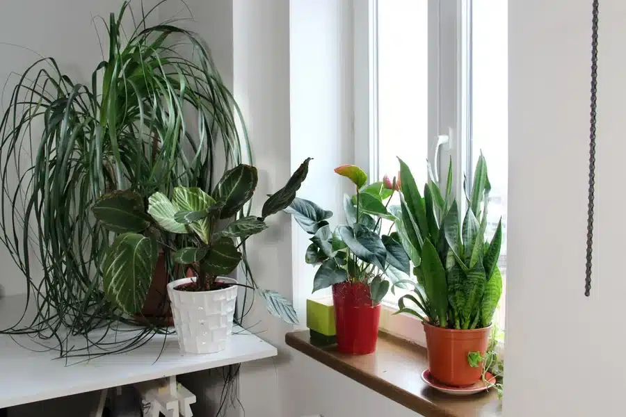 Why Faux Natural Leads in Giant Realistic Artificial Plants